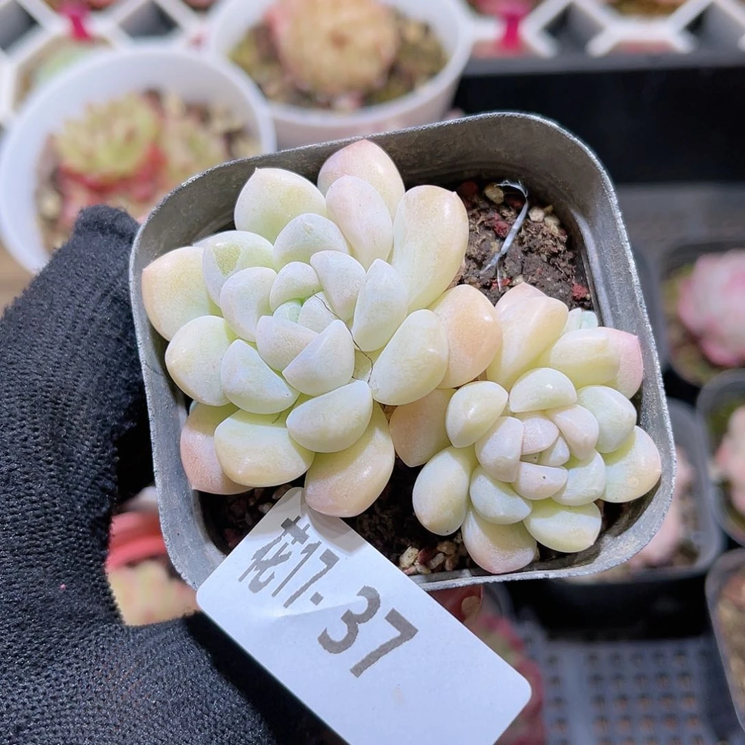 花17-37奶糖双头