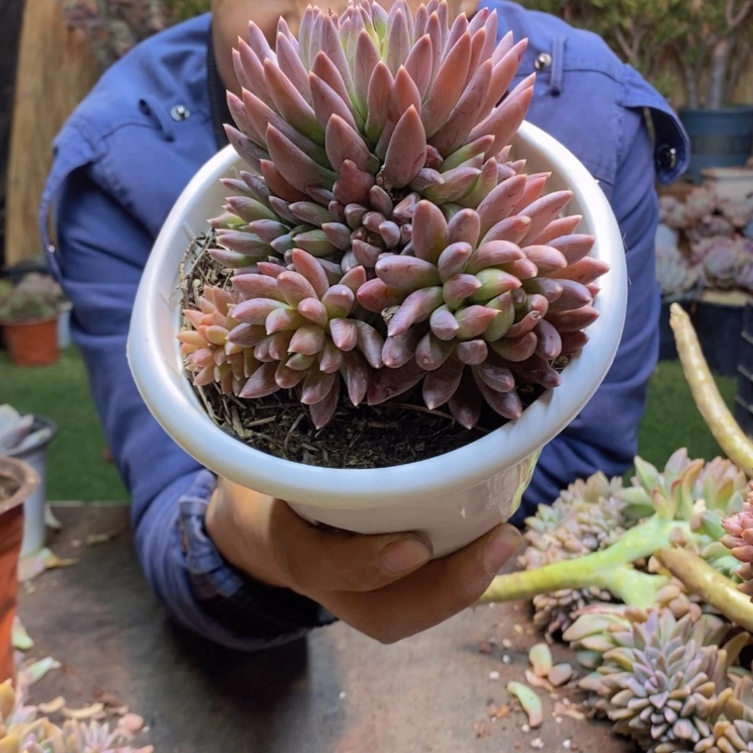 遥**居A85炫彩星多肉植物