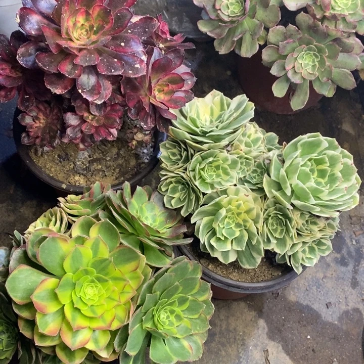 3盆多肉断头不包410