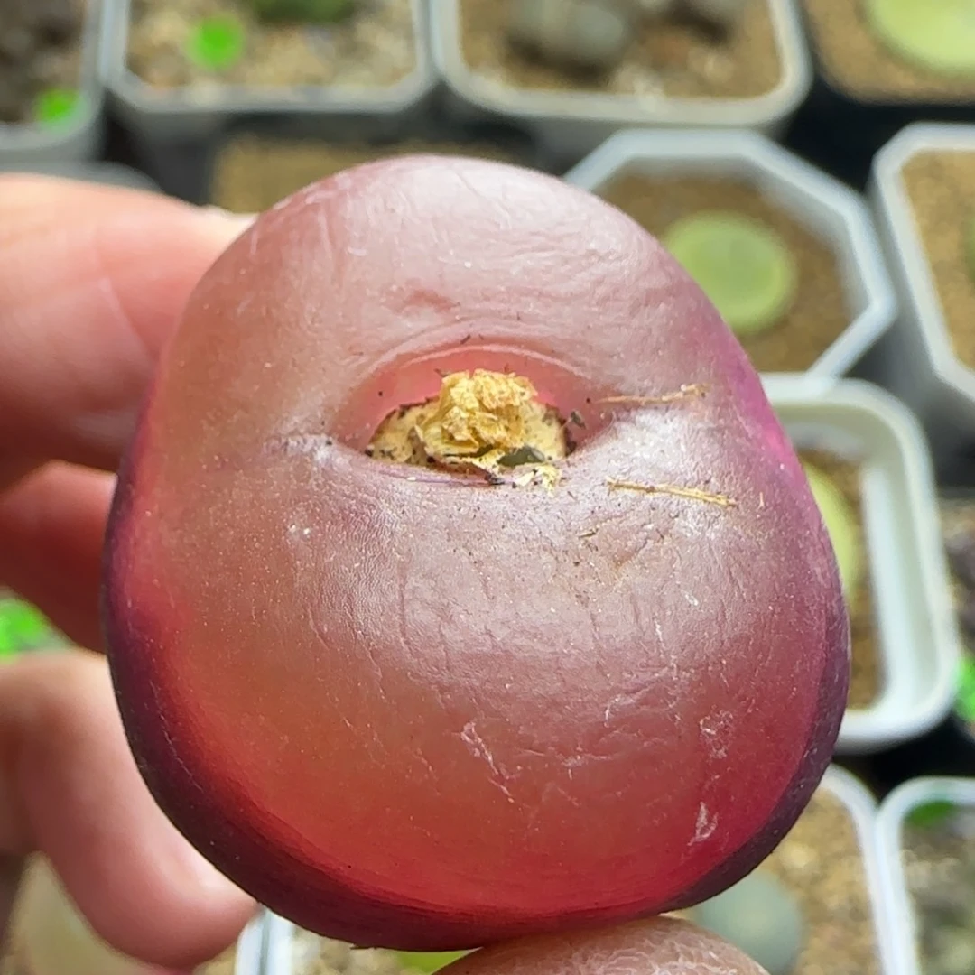 漂漂亮亮多肉植物384