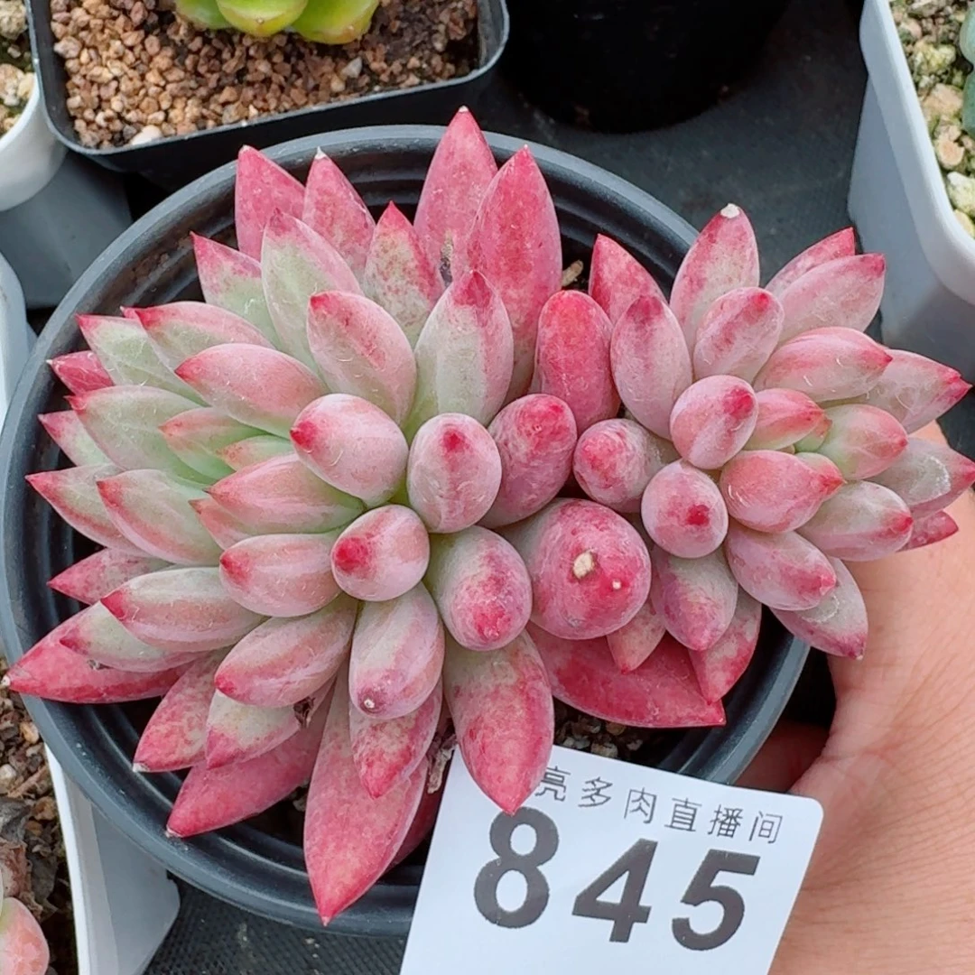 虞美人            精美多肉植物