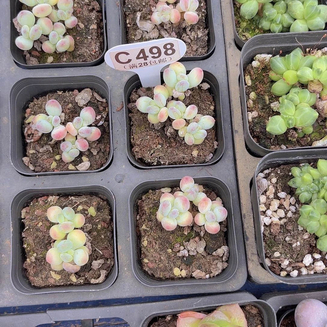 胖***虎C498苹果奶一物一拍
