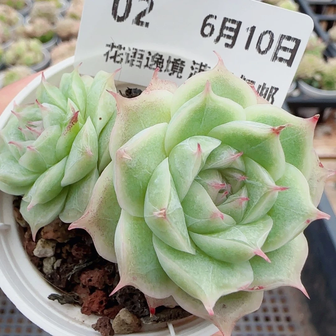 花语逸镜0610-02开播福利