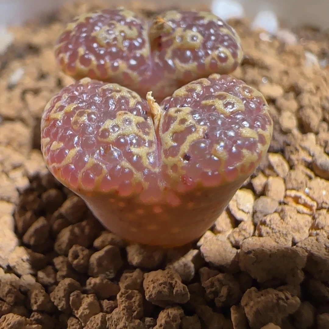 肉锥多肉植物组合-超级泡泡勋1185