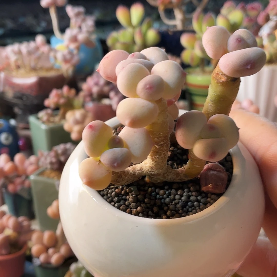 ****萌多肉植物的生长发育和生长发育