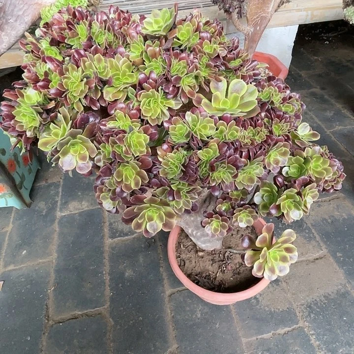 【闪购商品】全部花朵女神