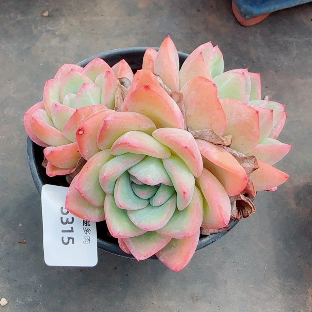 泡芙，5315多肉植物