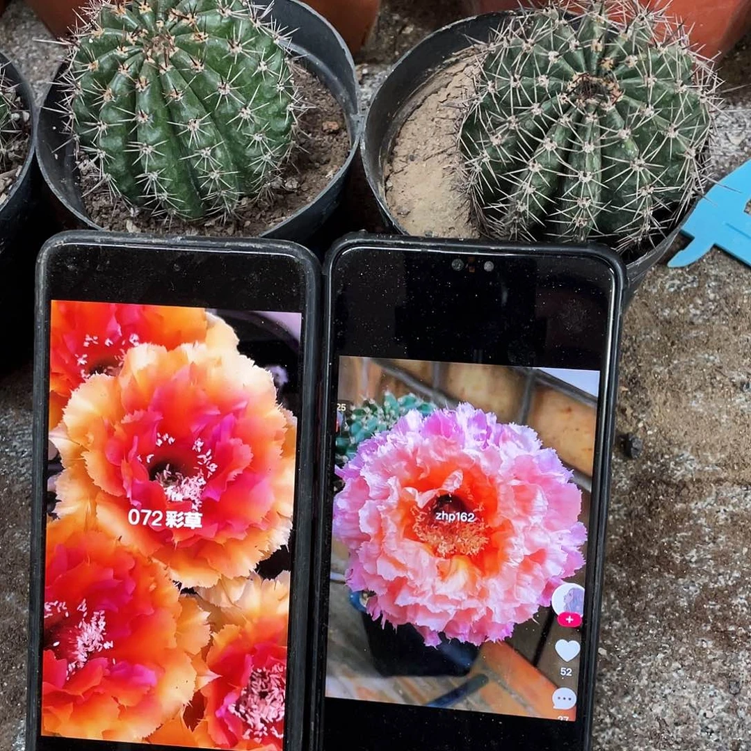 &***&062和072自根球