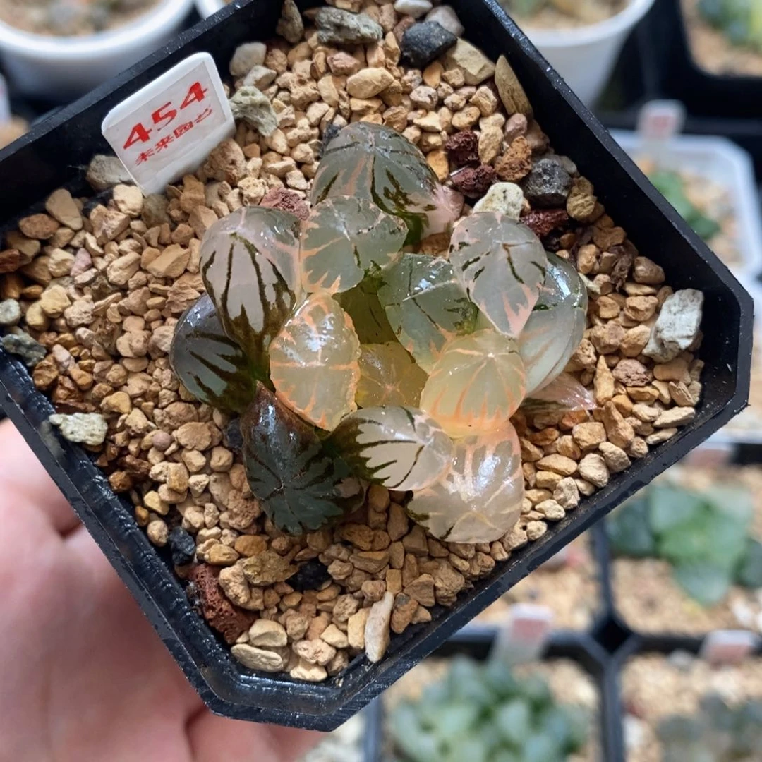 完全开放454水晶玉露锦