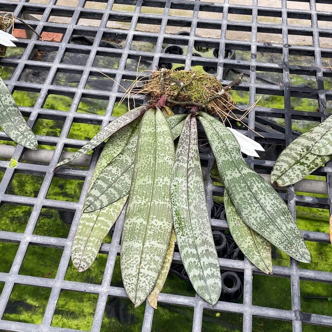 完全开放山採啊拜耳西