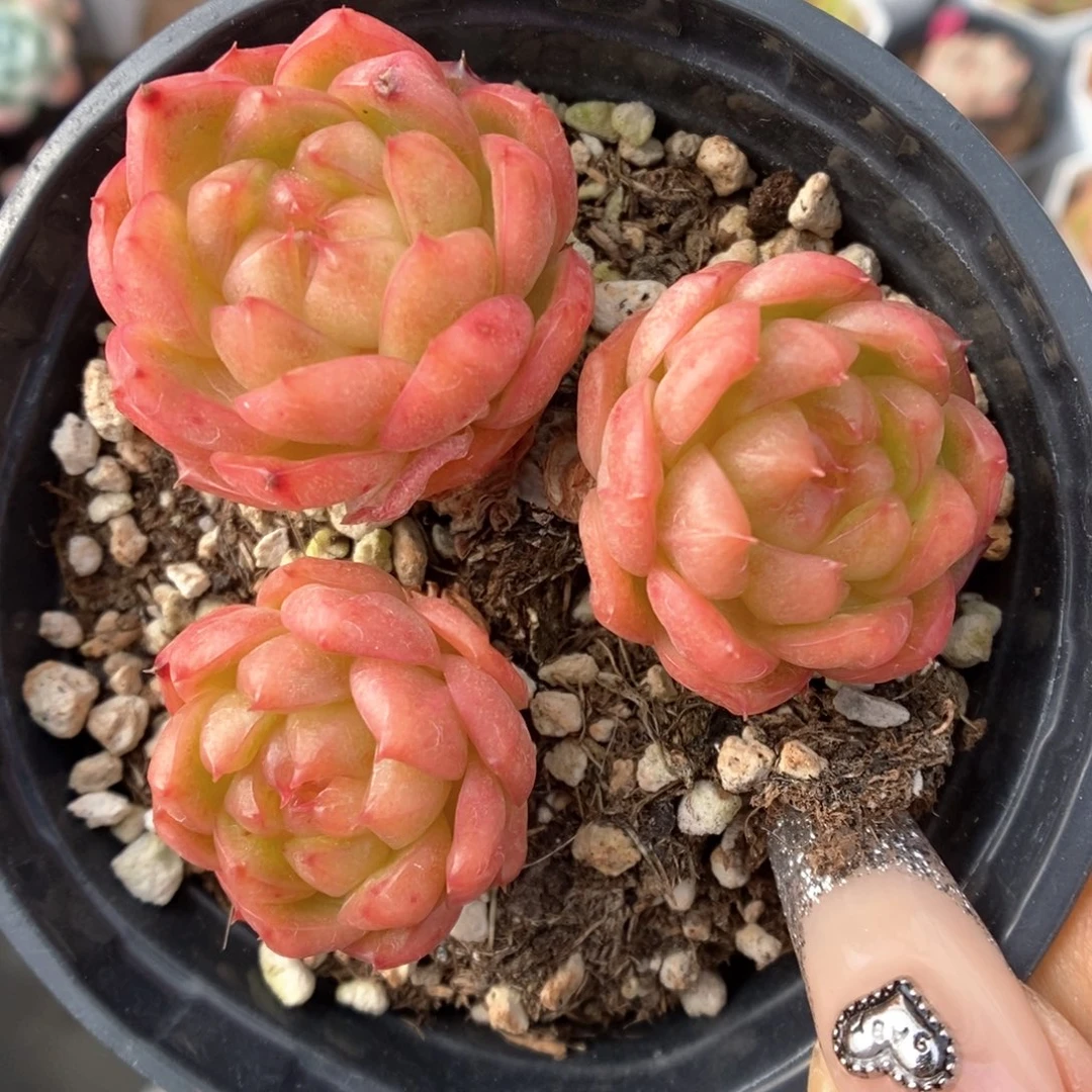 灯泡珍妮565号。