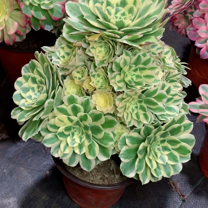 109迈巴赫多肉一物一拍