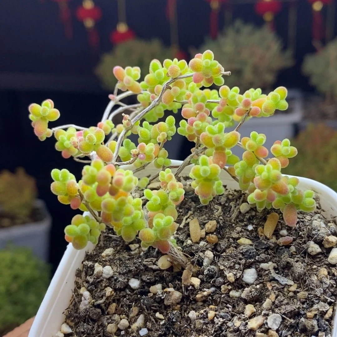 J****^d53号蜜橘糖球枝干