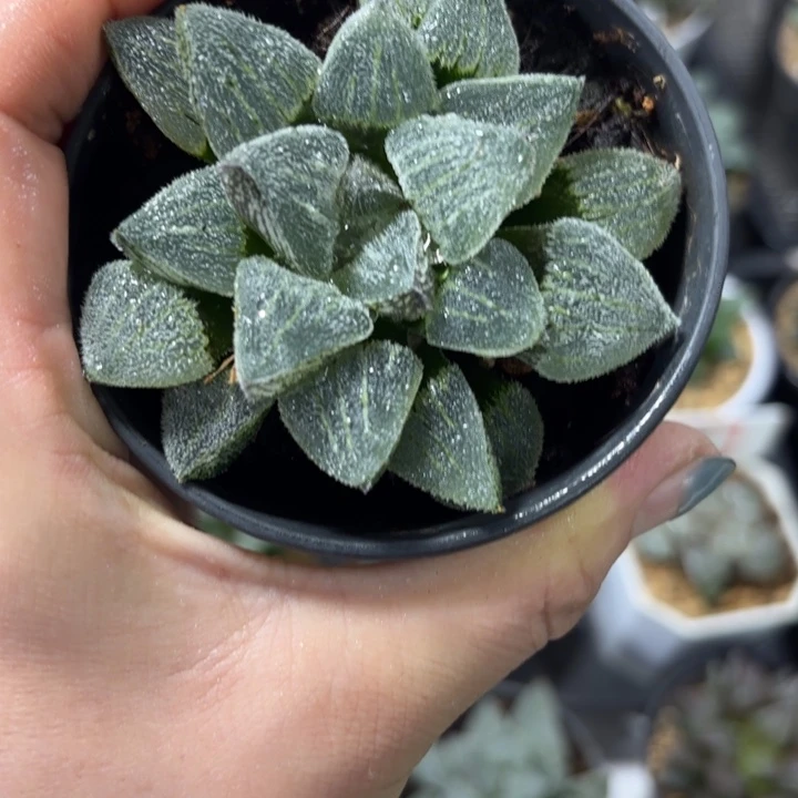 磨面寿黑盘多肉植物