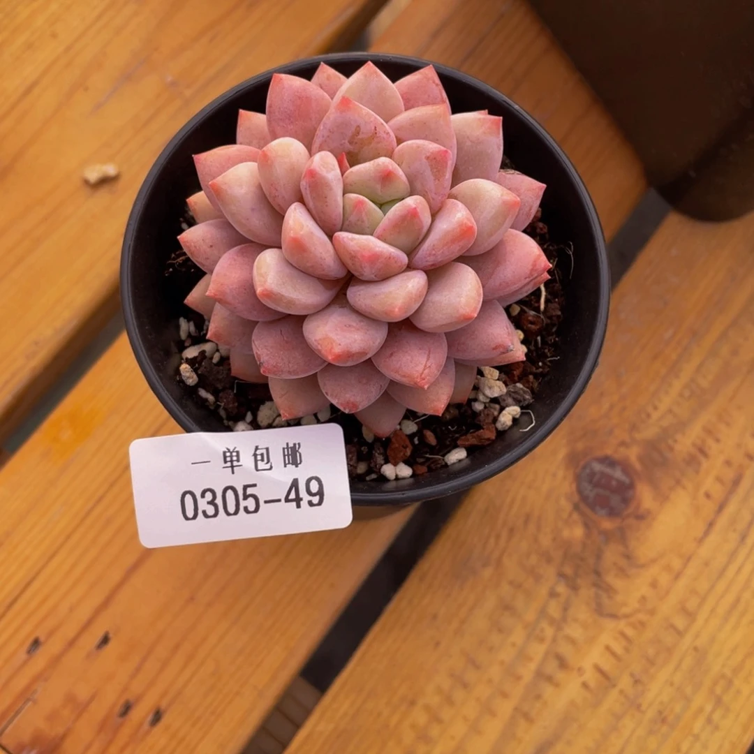 0305-49-半夏。。。。。。