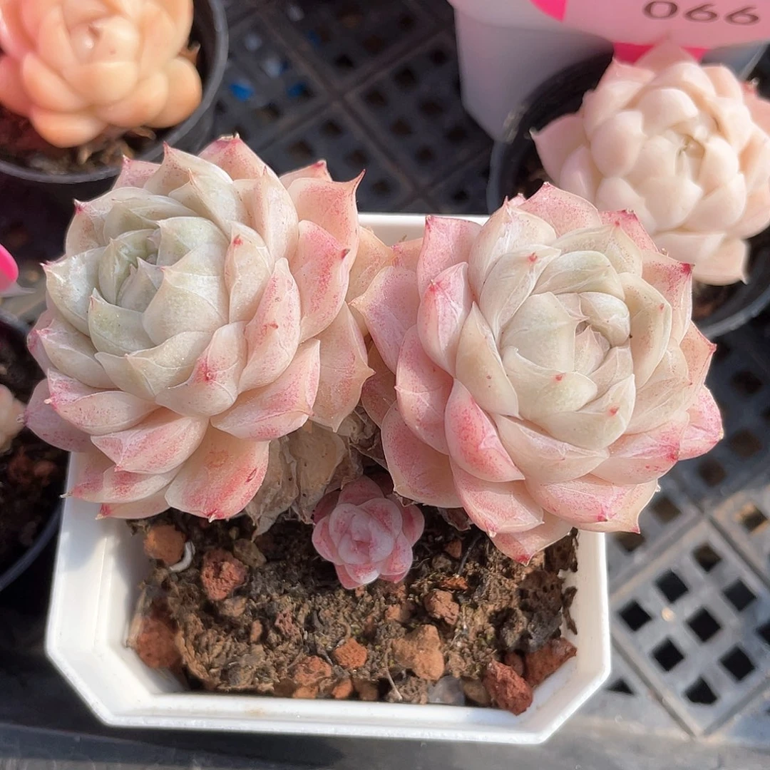 优选77号女王050