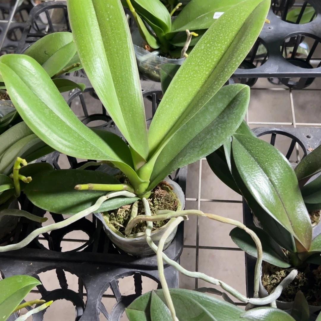 当前无花栽培后可以开花带剑黑天鹅新苗凑单发货