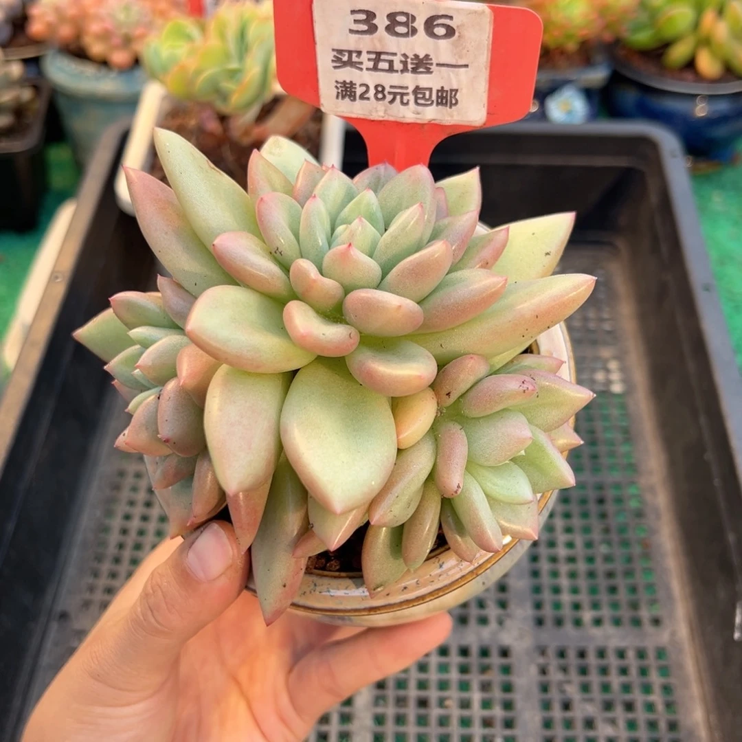 表妹精品多肉植物386.