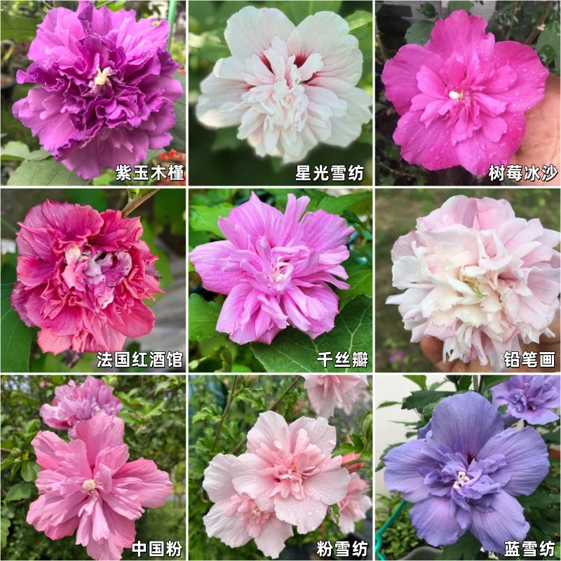 木槿花盆栽地栽树桩棒棒糖夏秋两季开可食用多色木槿庭院阳台花卉