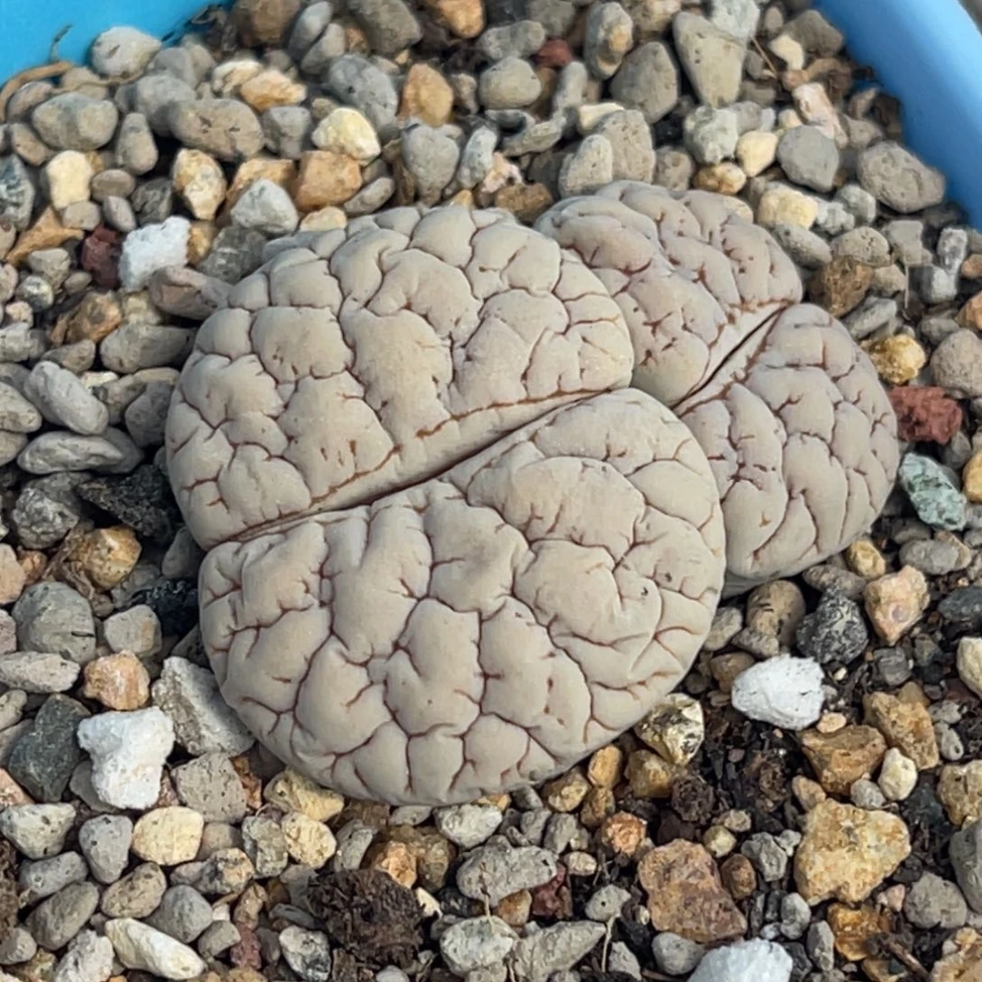 7272双头脑纹189一颗