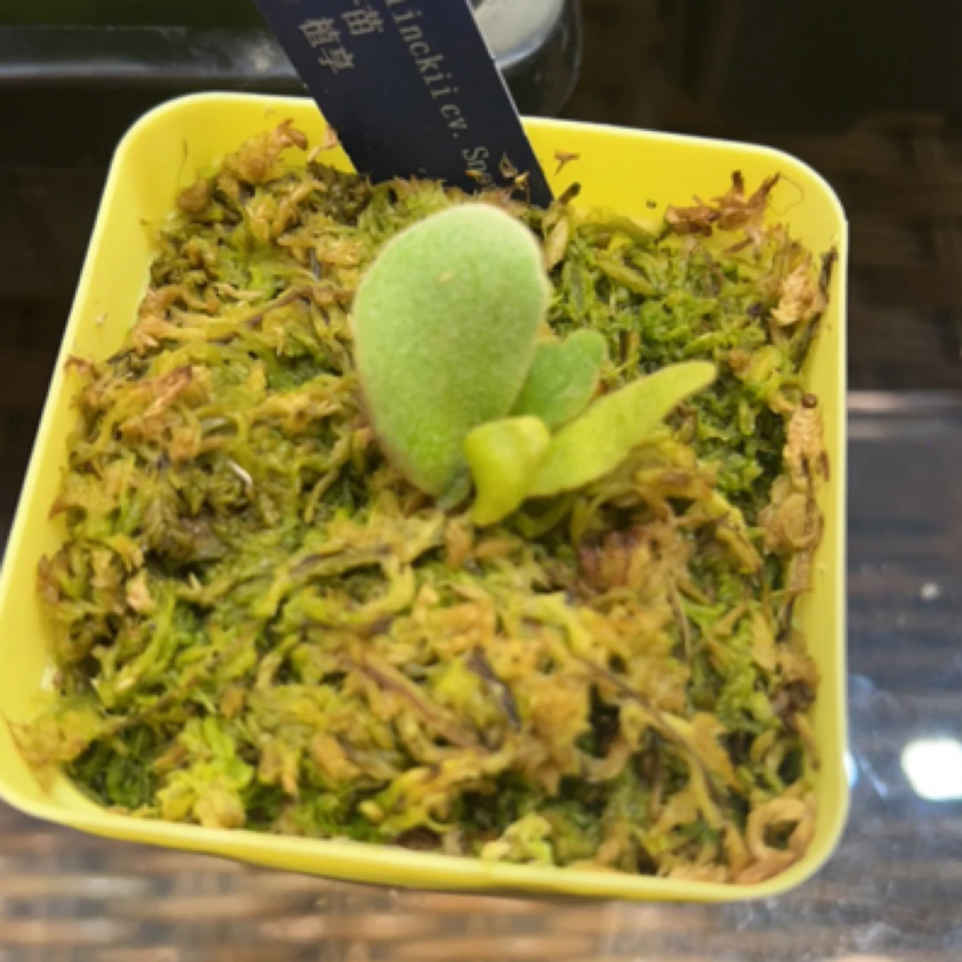 238元绿植区专拍