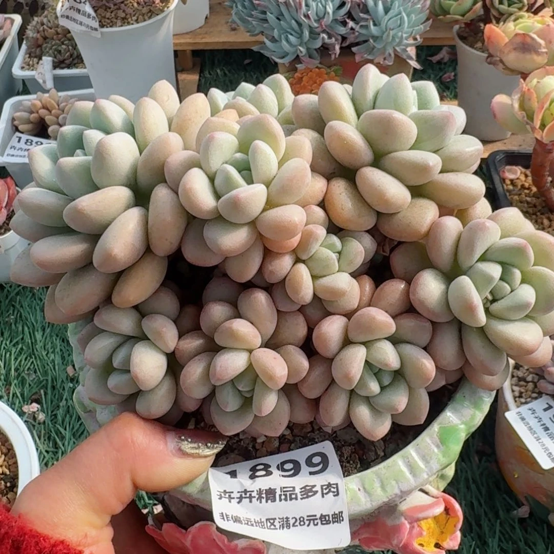 1899一物一拍（满28包邮）