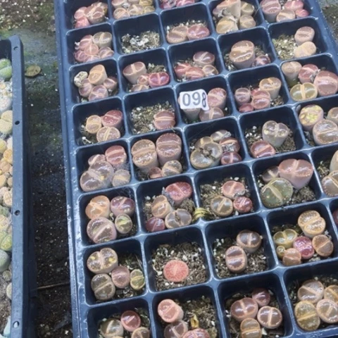 098血盆一物一图如图