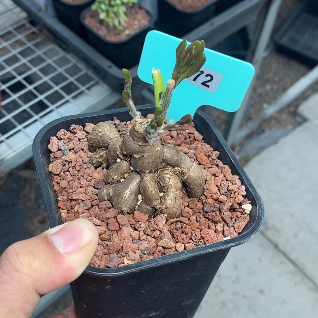 海信厚炖菊多肉植物