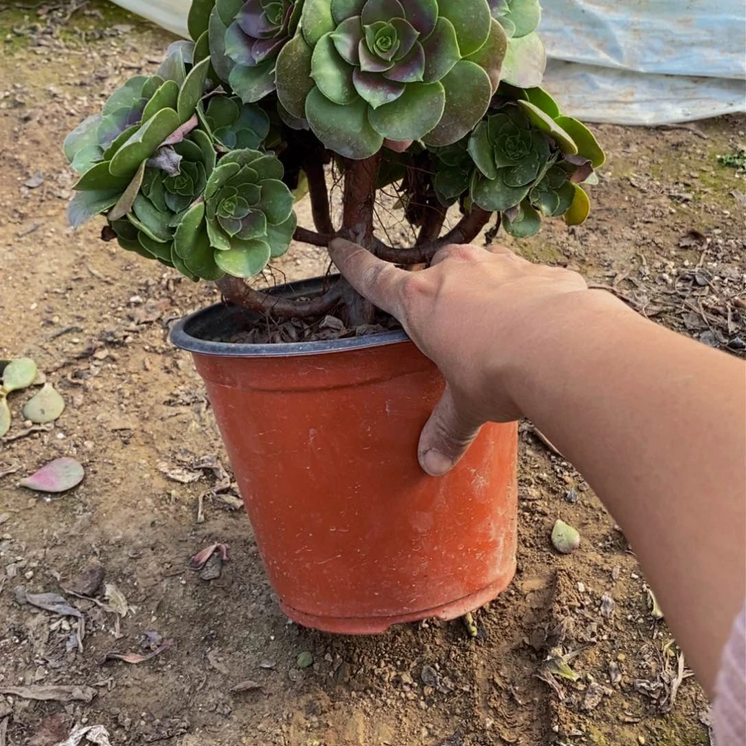 1980 包邮断枝不售后多肉植物