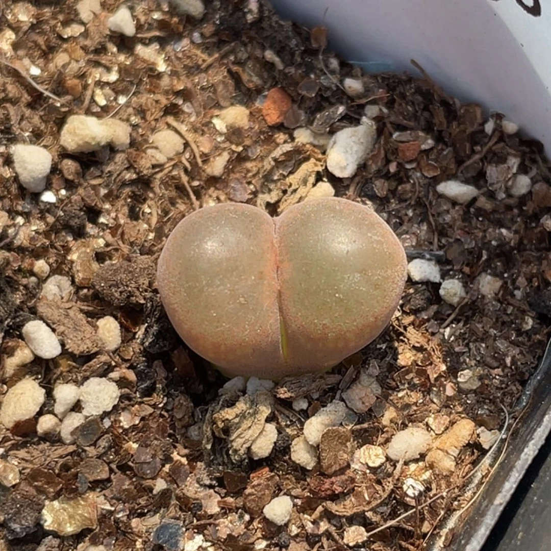 3-96风铃多肉植物