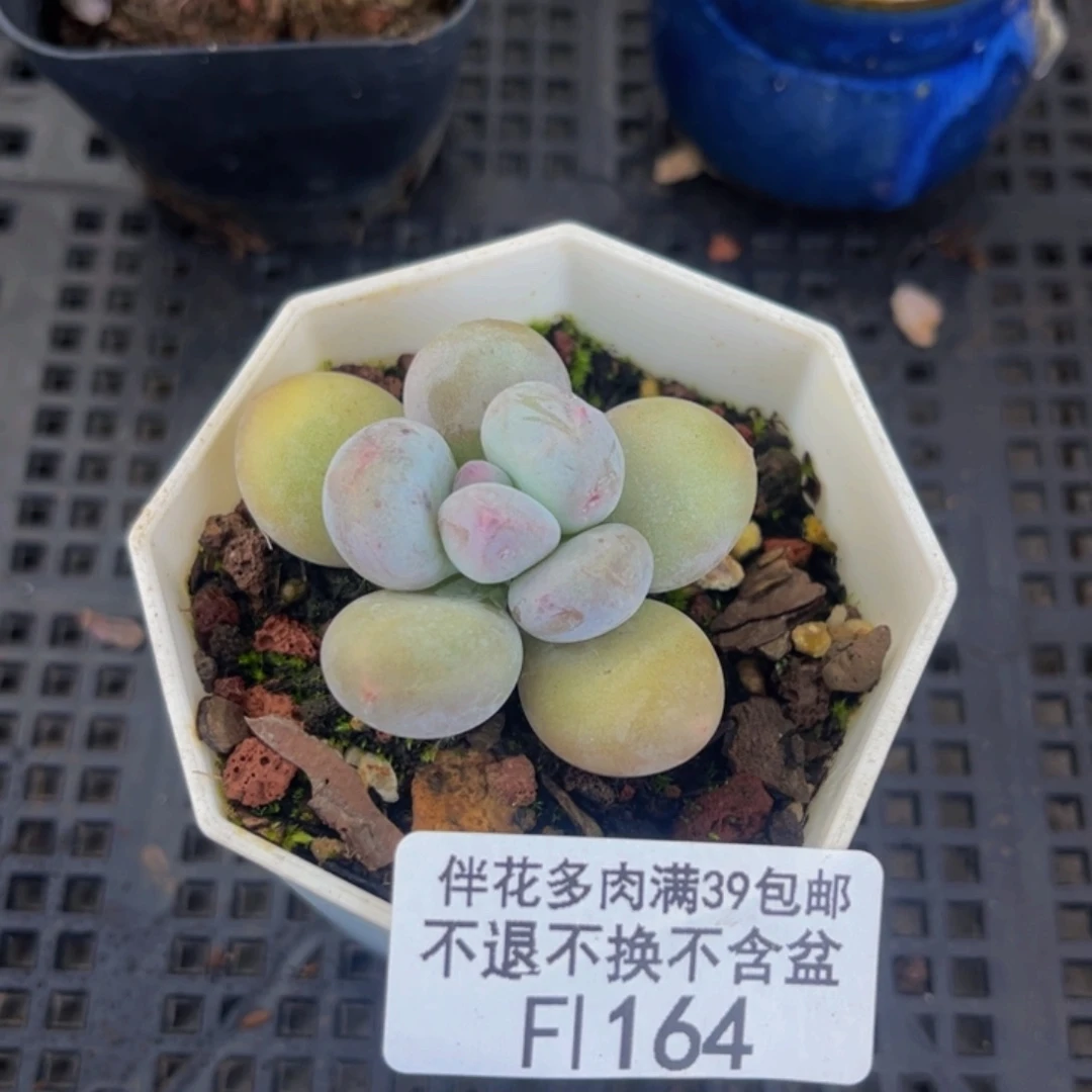 164-蛋黄奶多肉3cm