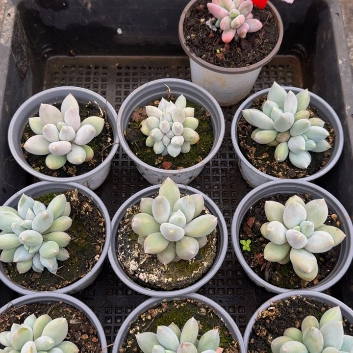 36啊多肉植物一物一拍