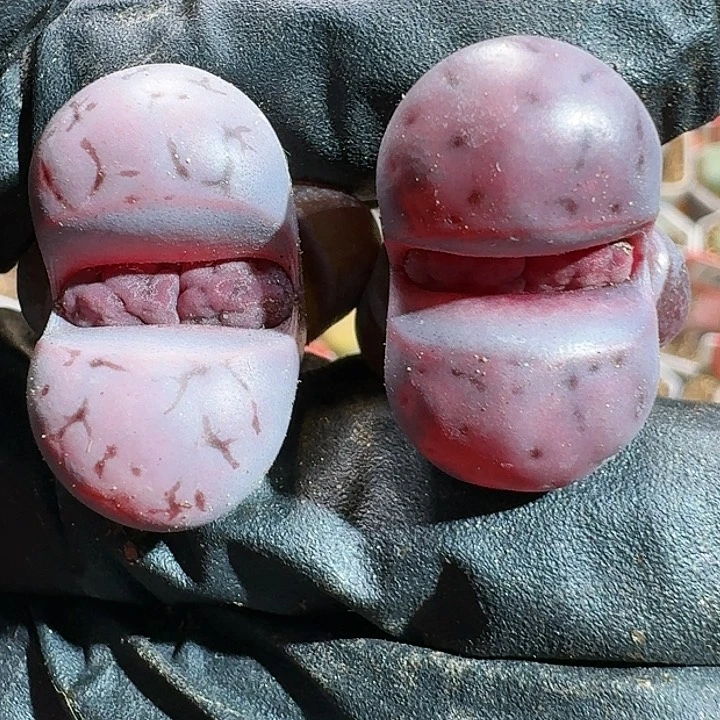 生石花1111111。    172