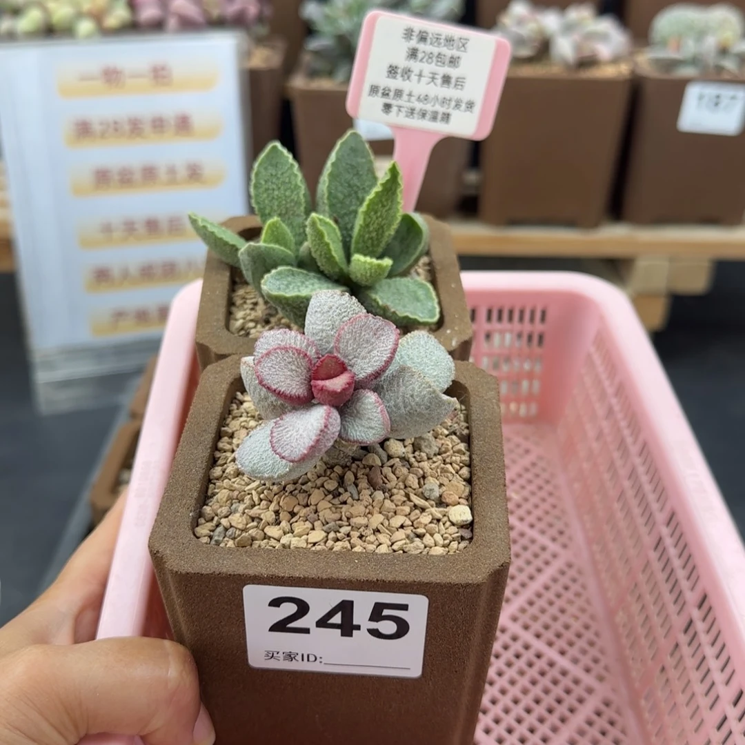 ****巫245绿皮圣姬微瑕多肉植物
