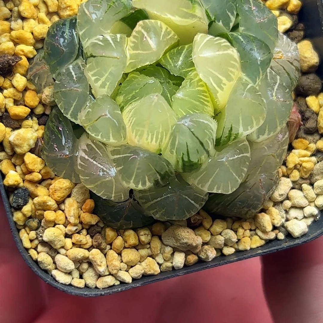 新叶糊斑龙鳞锦十二卷