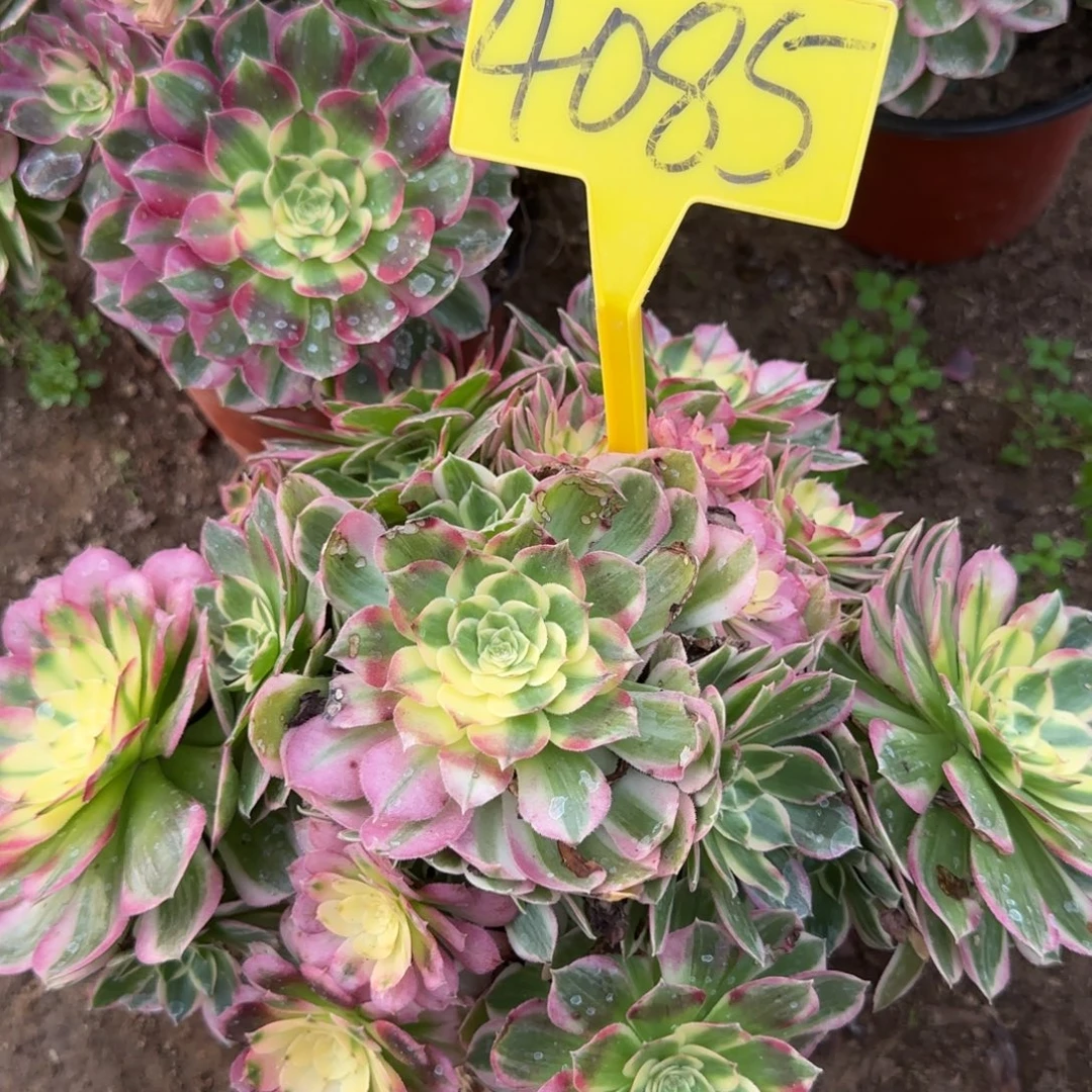 4085---海王多肉植物