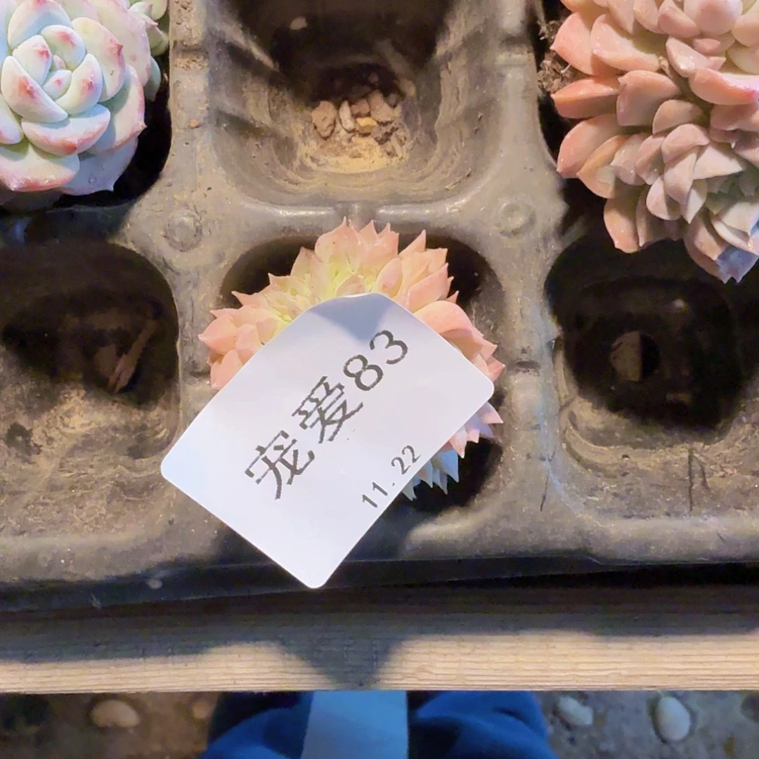 拉***王直播福利一物一拍83