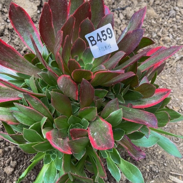 459女妖多肉法师不包断枝