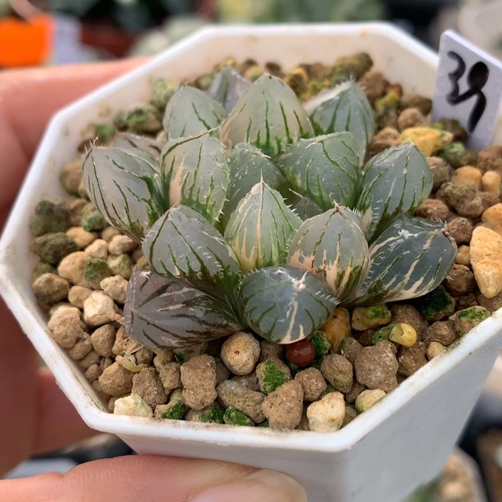 大窗oh玉露锦，带盆一起