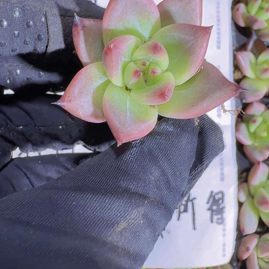 红颜蜜语两米三颗