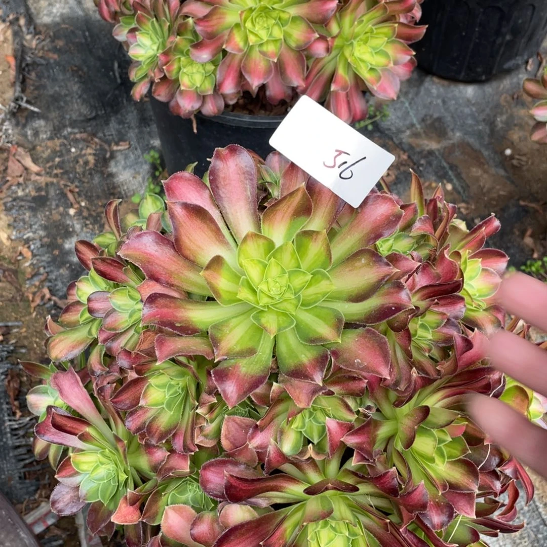 老五多肉516111111