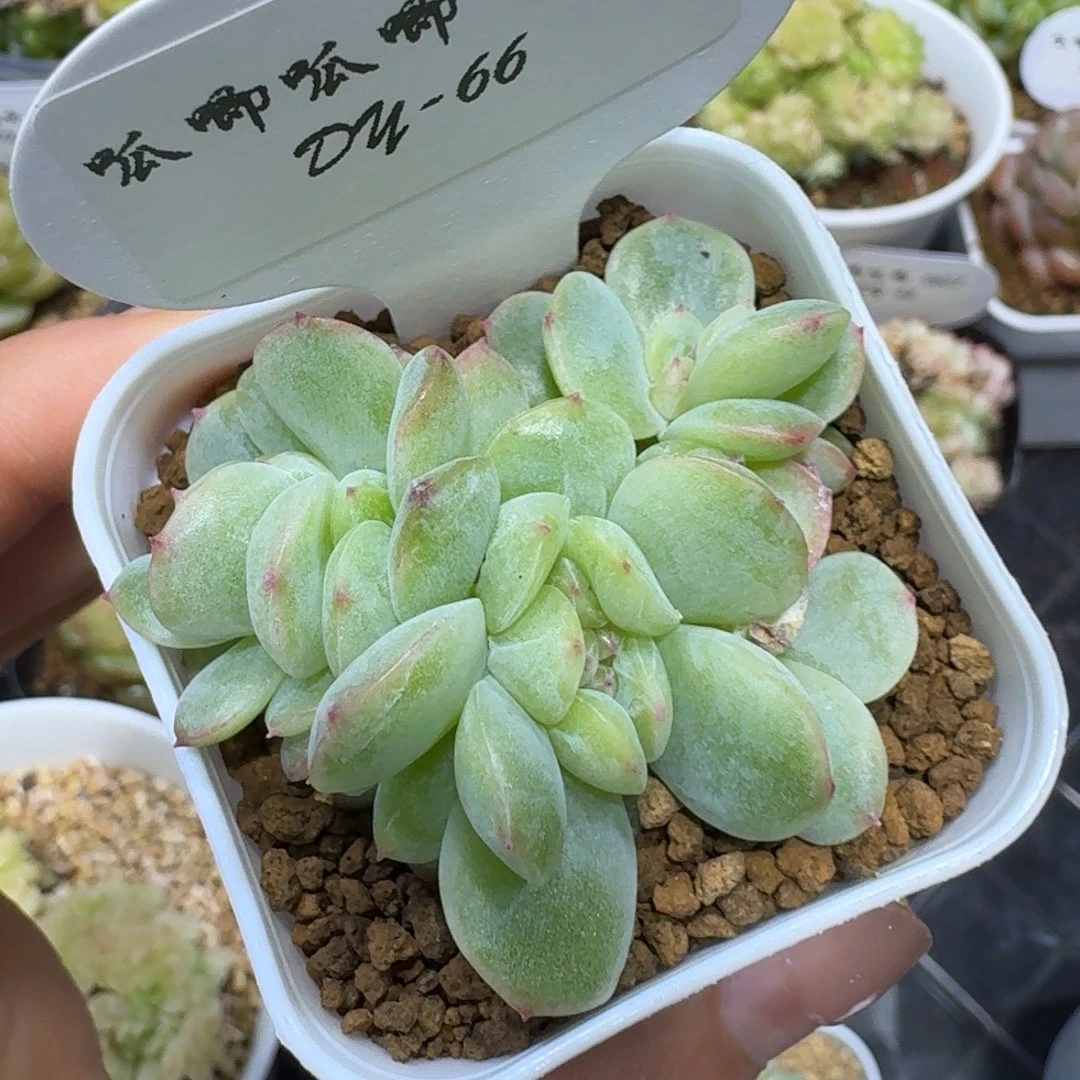 大****王0607-66-0031群生一颗