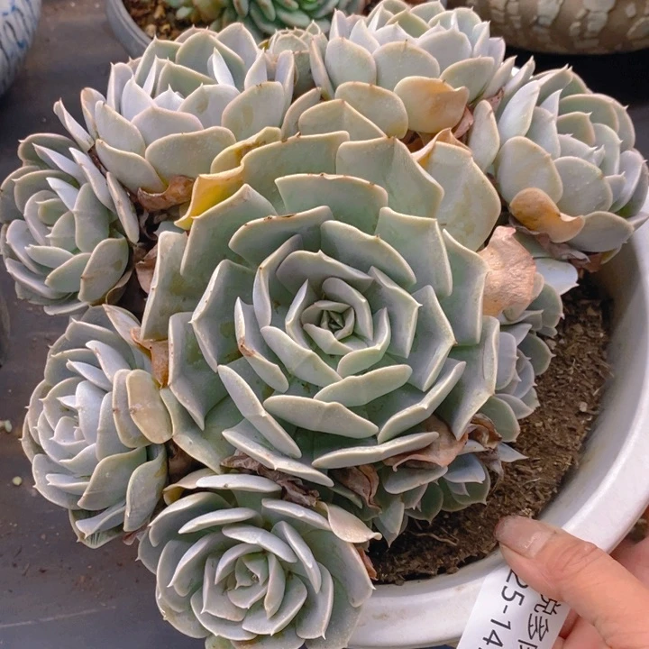 夏悦多肉 0225-147安娜玫瑰