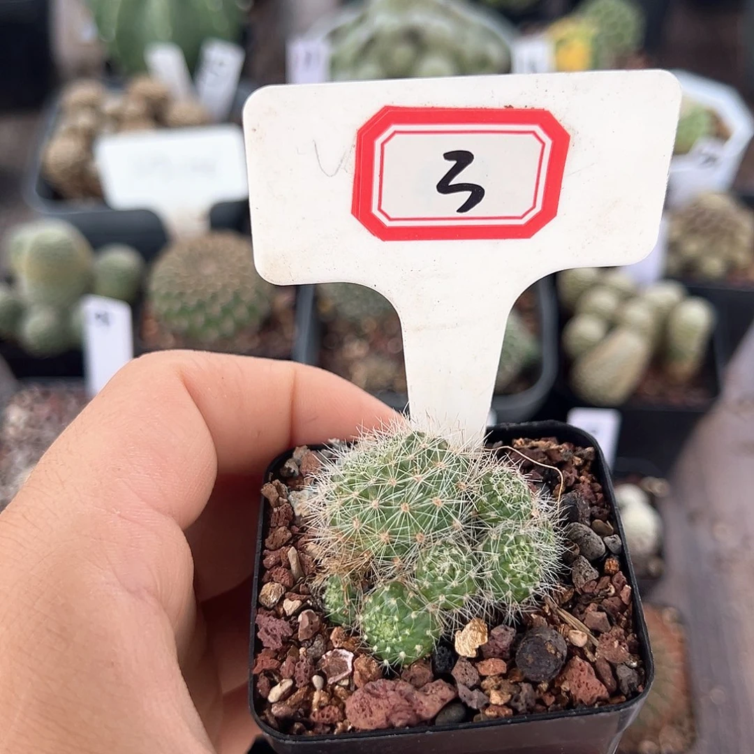 静***初3往事多肉园仙人球往事