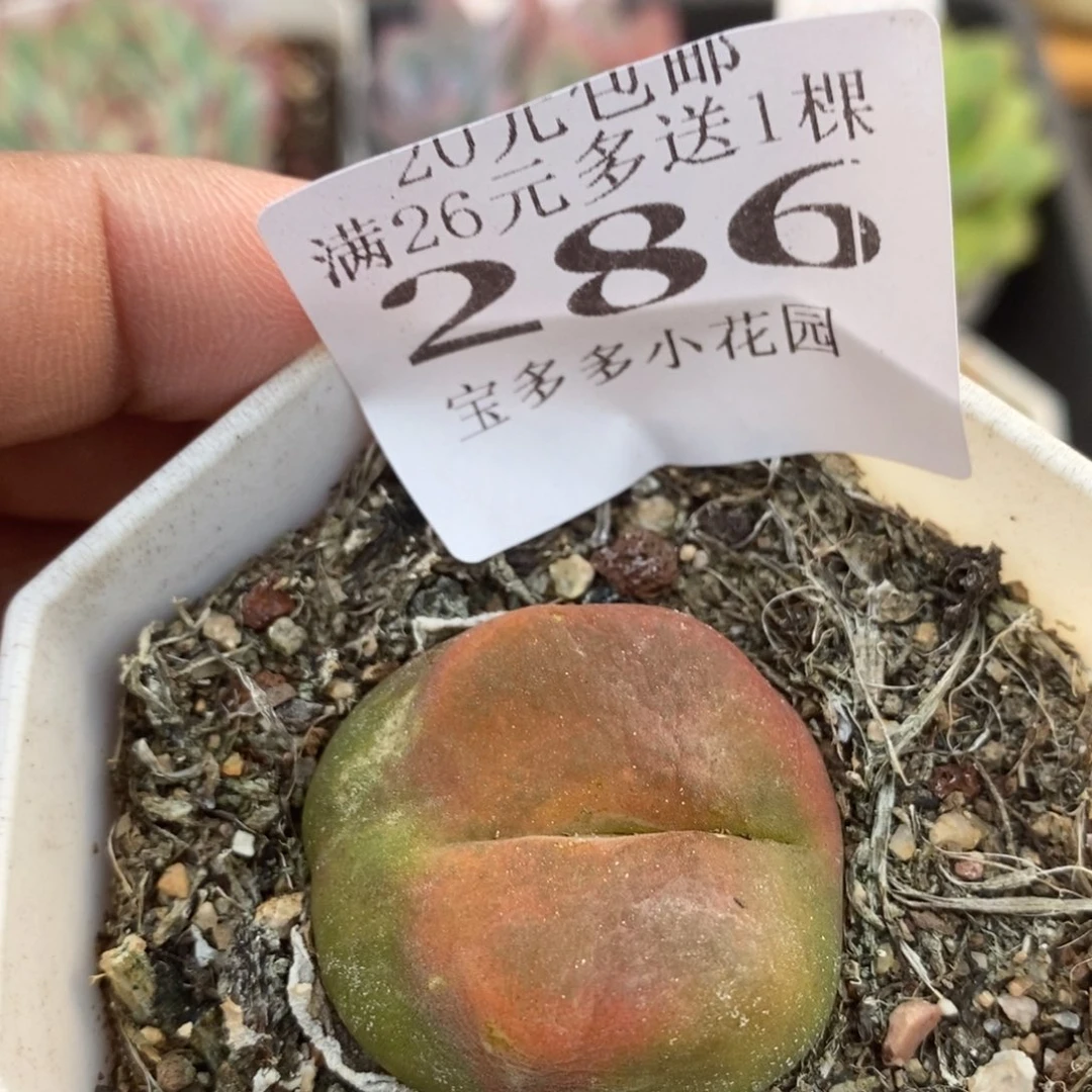 毛汗尼一物一拍满20包邮满26送一颗多肉