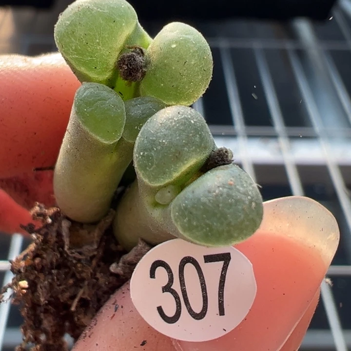 307号满30包邮111111，