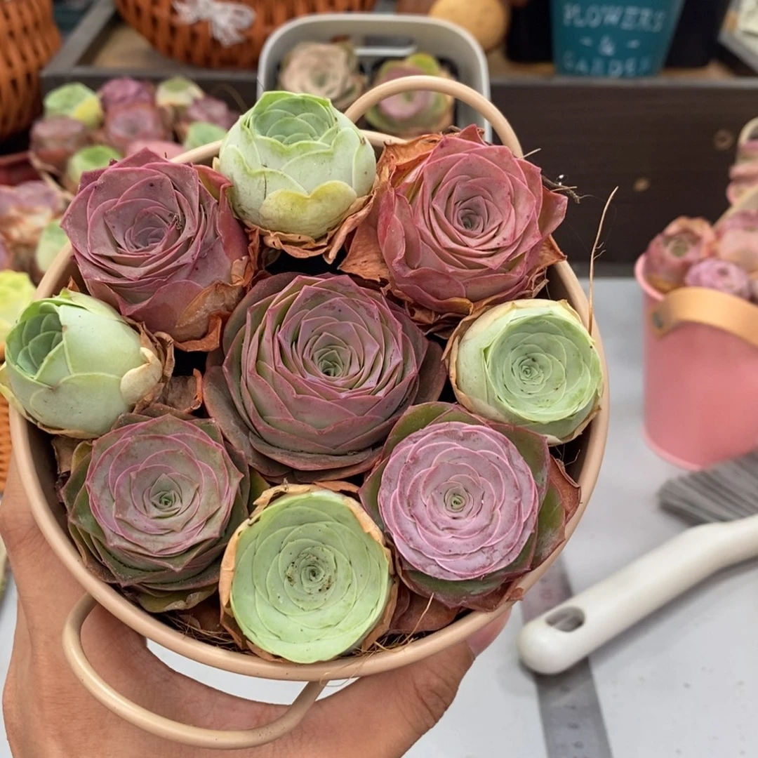 山地玫瑰000000006