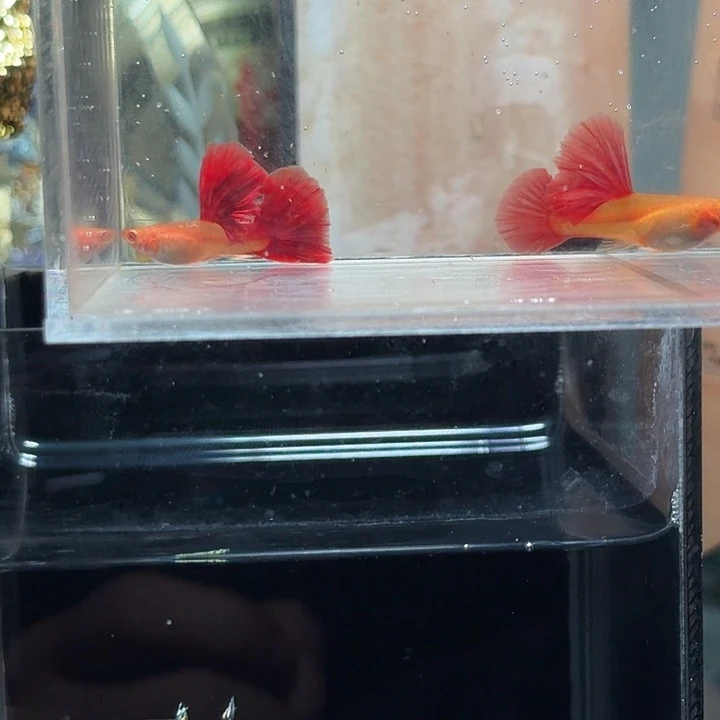 孔雀鱼顶级超大背红尾蛇王一对亚成