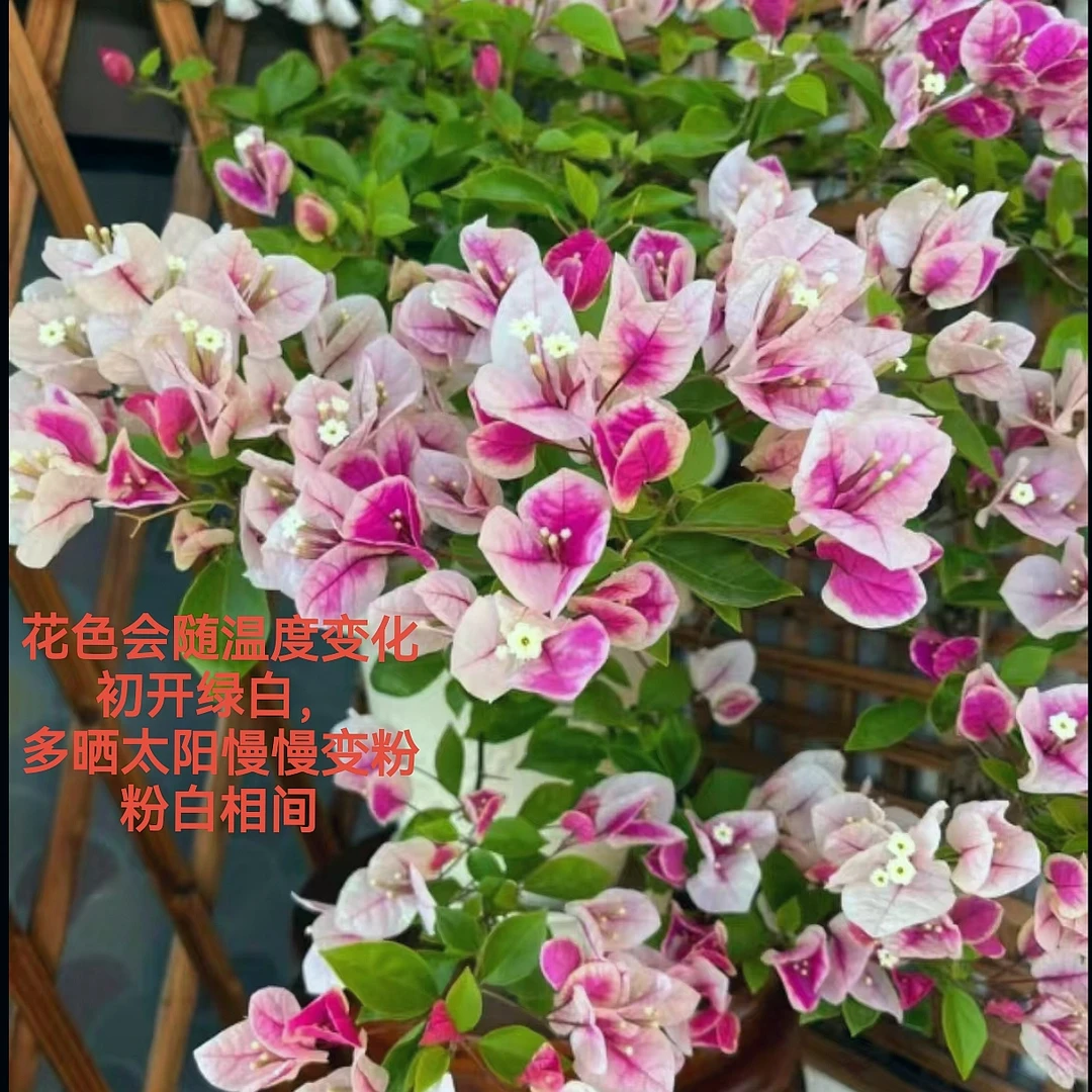 【漳红樱】花色多变,复色花,勤花,四季开品种三角梅!!