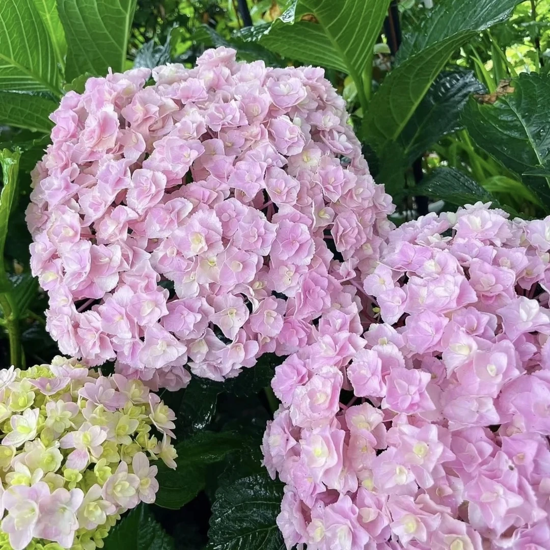 归苓高贵州露天绣球  【花宝】新老枝条开花-10加仑盆不售后